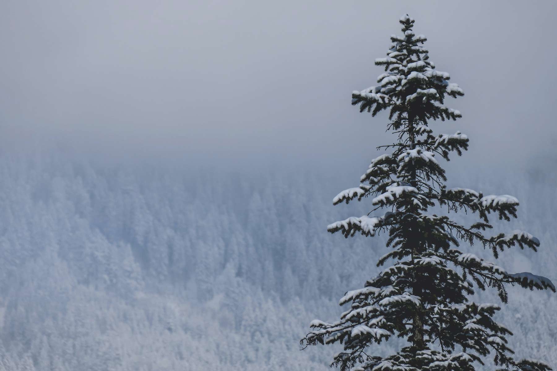 Tief verschneite Tanne und winterlicher Wald im Morgennebel – Ruhe und Erholung im Winter, eure Ferienwohnung im Stubaital direkt buchen